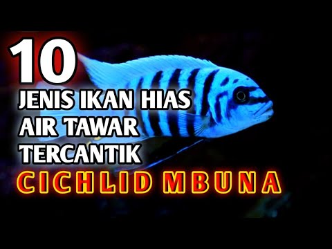 Video: Ikan Akuarium Populer Dari Keluarga Cichlid