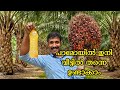 Palm oil Preparation at Home | How to make Palm oil at Home