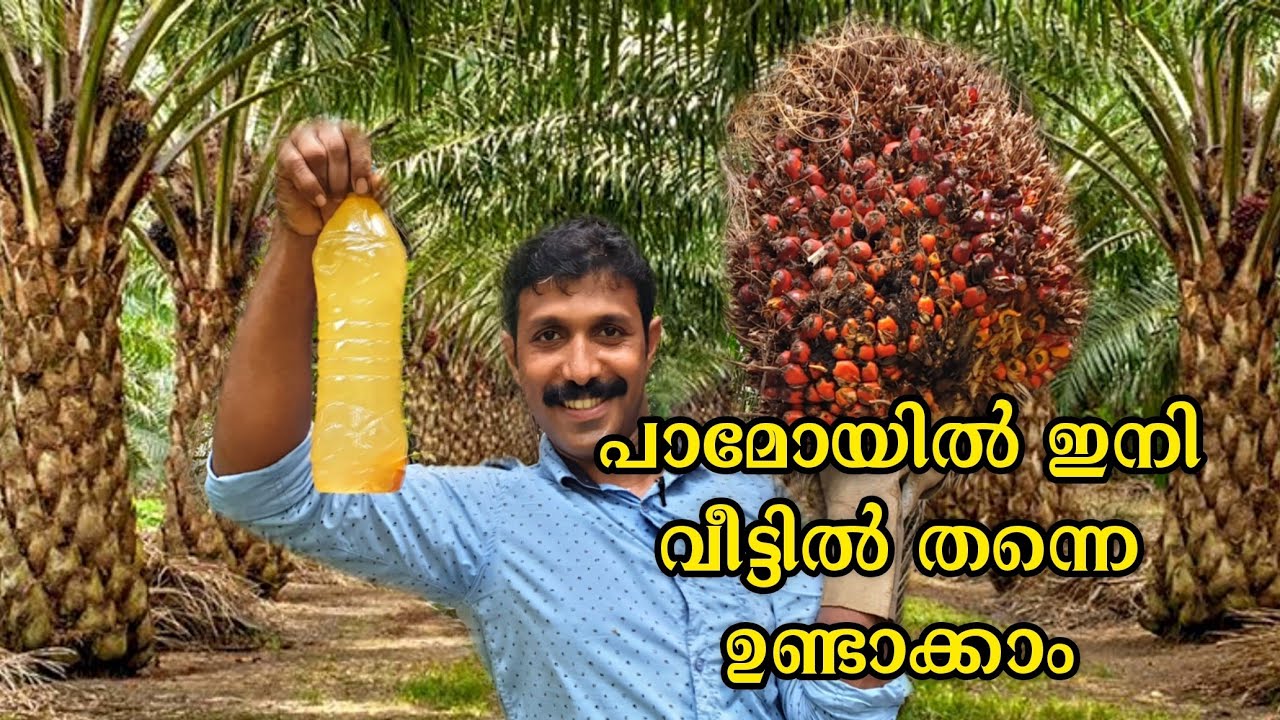 Palm oil Preparation at Home | How to make Palm oil at Home - YouTube