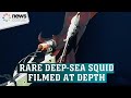 Footage of a rare deep-sea squid captured on video