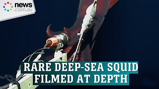 Footage of a rare deep-sea squid captured on video