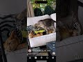 : POSTMASTER’S-WITNESSING OF THE [PRE]GNANT-KITTY IS WITH THE STOPPING BY THE POSTMASTER-WITNESS.