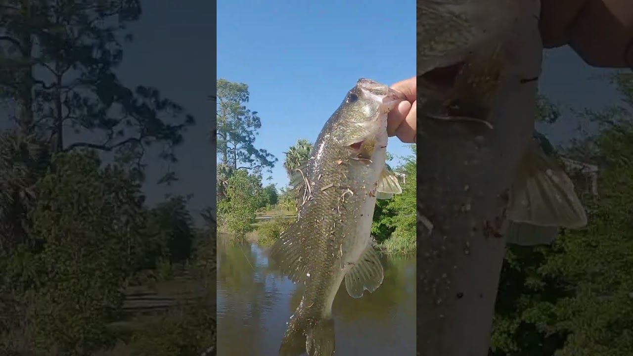bass fishing (mistakes were made)