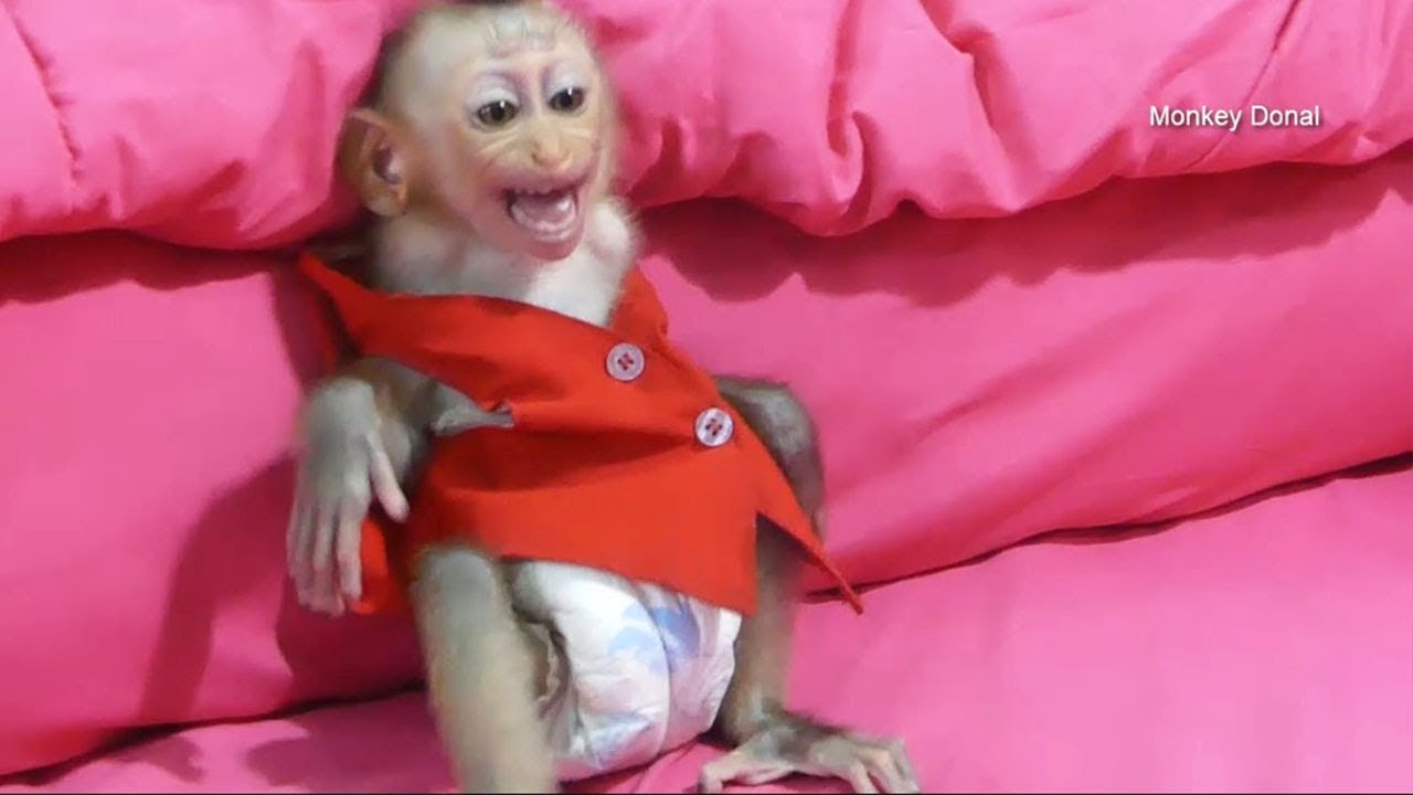 Baby Monkey Donal Hungry And Cry Request Milk