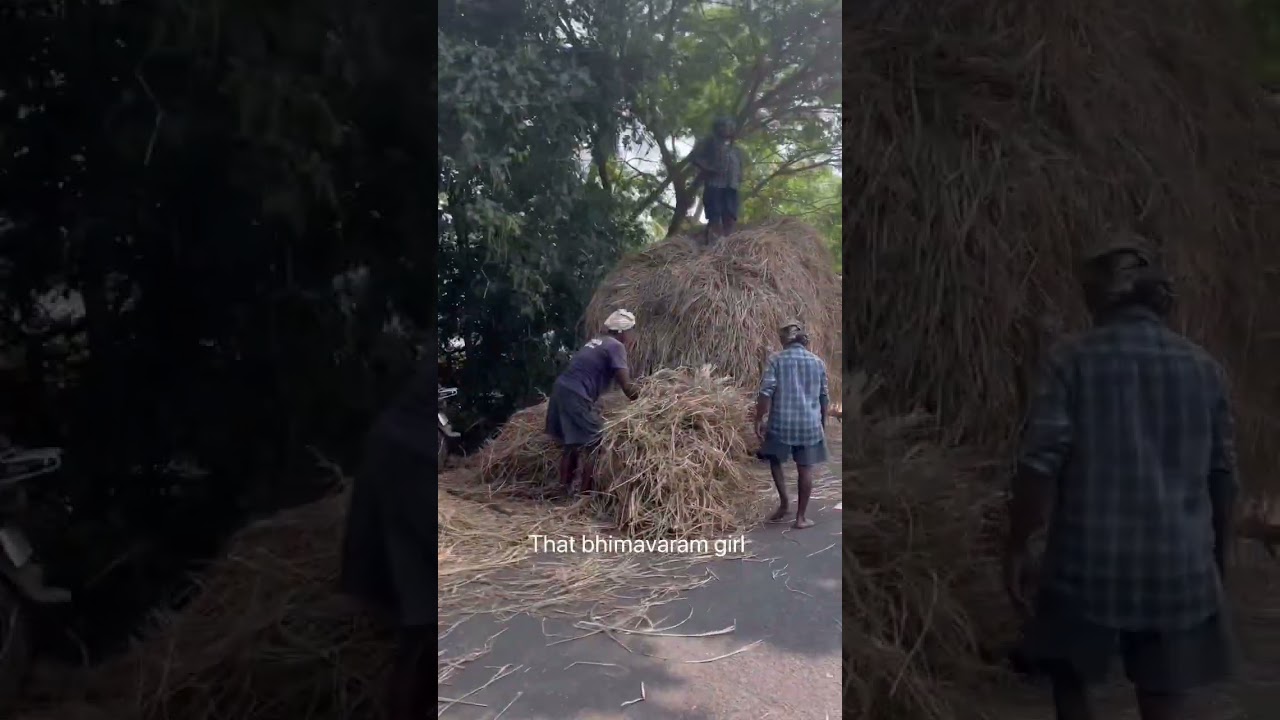 About Indian paddy straw mushrooms | 