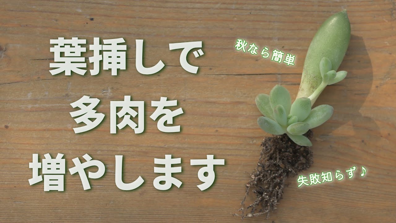 601 [Now is the big chance] The best time for leaf cuttings is