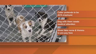ACS warns of new scam involving lost pets