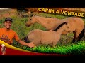 Capim a Vontade para as éguas @sitiodoisirmaos8331