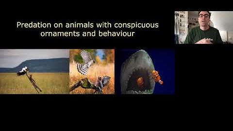 Predation on animals with conspicuous ornaments and behaviour