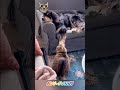 Funny cats