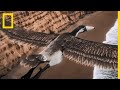 Pelagornis, l'oiseau à l'envergure d'un avion de chasse