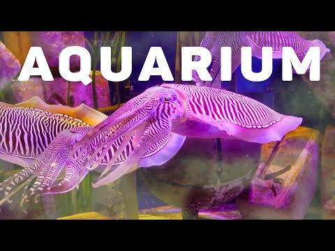 Dubai – The Lost Chambers Aquarium