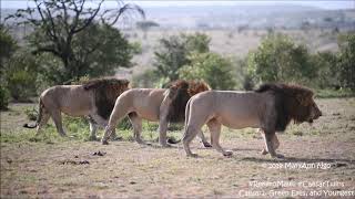 Rekero Males, patrolling, Maasai Mara lions, #CaesarTwins