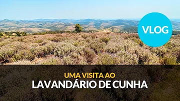 Qual a melhor época para visitar o Lavandario em Cunha?