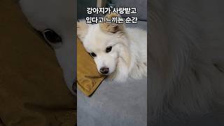 강아지가 사랑받고 있다고 느끼는 순간🤗☺️ #흰둥이 #유머 #행복한강아지 #귀여운강아지