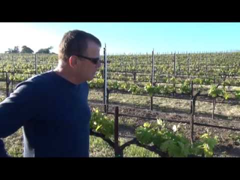 Portalupi Wines: 2013 April: In the Vineyard