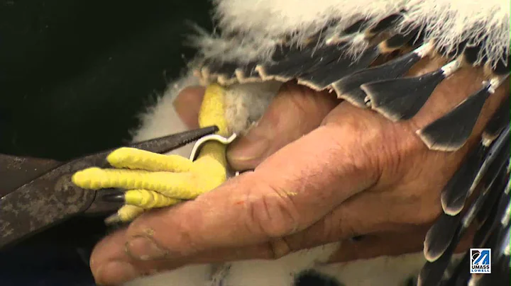UMass Lowell Falcon Chick Banding 2014