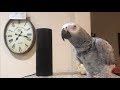 Smartest most conversational parrot ever. Petra the home automation expert, african grey