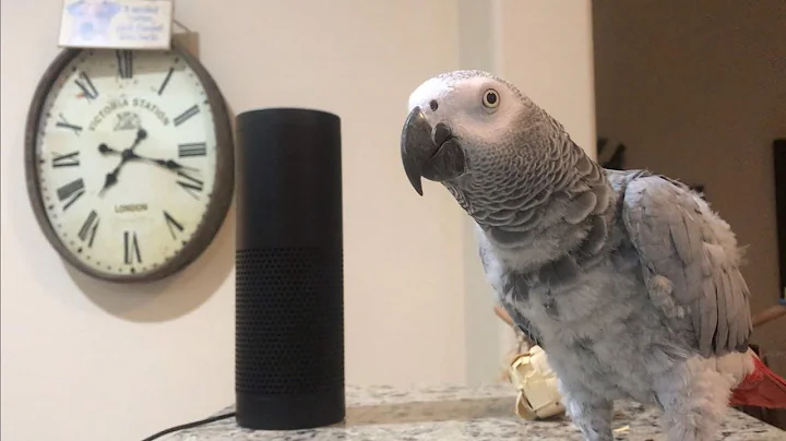 Smartest most conversational parrot ever. Petra the home automation expert, african grey - DayDayNews