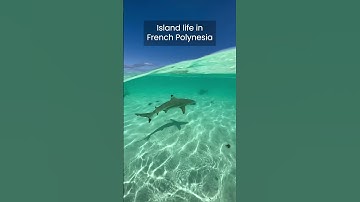 Thumbnail of Island Life in French Polynesia is a DREAM