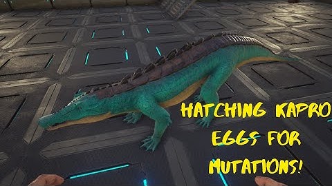 I HATCHED 350 KAPRO EGGS FOR MUTATIONS..