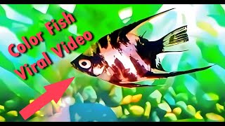 Colorful Freshwater Fish for Aquarium - Colorful Fish Aquarium Video | Notun Luxury