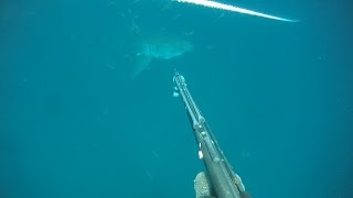 Great White  sneaks up on Grayson Shepard in Gulf of Mexico Extended Version