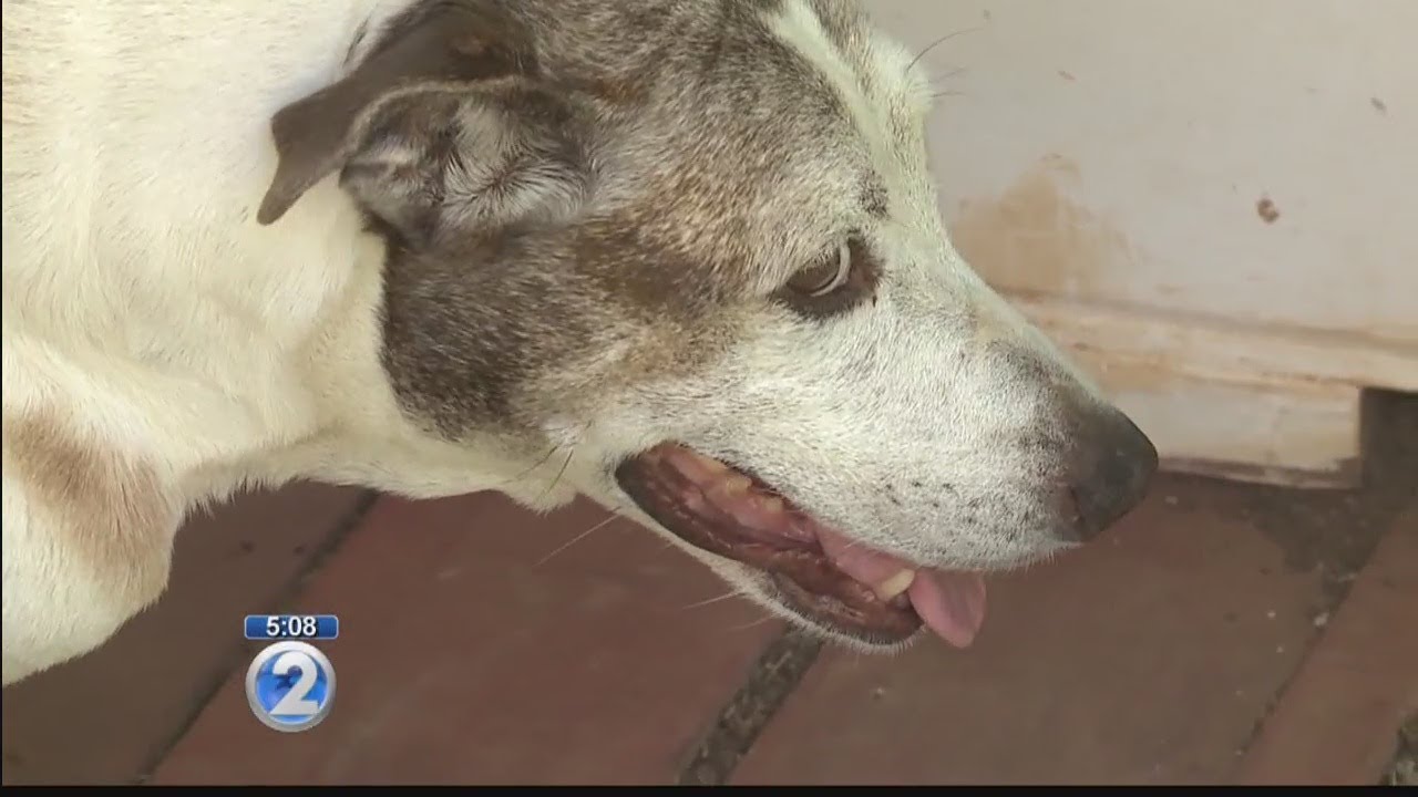 Cases of highly contagious kennel cough spike in dogs on Oahu YouTube