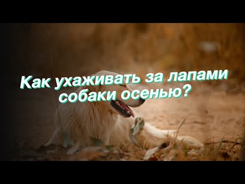 Как ухаживать за лапами собаки осенью?