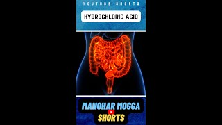 మన కడుపులో ఇంత Dangerous Acid (HCL) ఉంటుందా ?  | HCL Acid in Stomach | Telugu Facts | Manohar Mogga