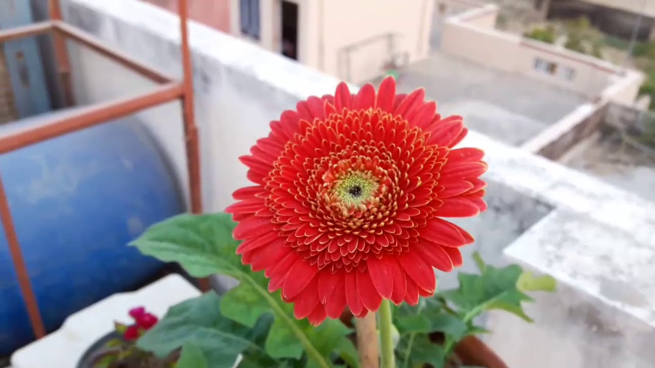 Gerbera Flower Cultivation In India Best Flower Site