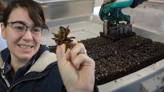 Thousands of Seedlings!  Mini Soil Blocks and Ranunculus Extravaganza!