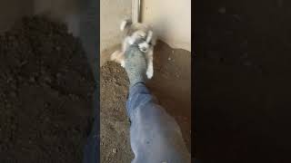 Duman Beyin Ufaklığı