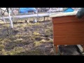 Bees Ukraine 2