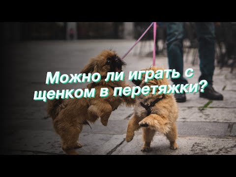 Можно ли играть с щенком в перетяжки?