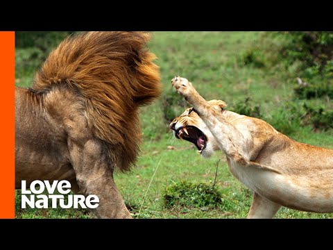 Young Female Lion vs. Nomad Males