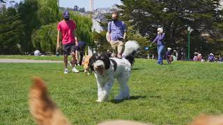 Alamo Square - San Francisco, CA