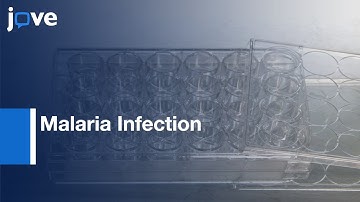 Extracellular Vesicle Function Evaluation During Malaria Infection | Protocol Preview