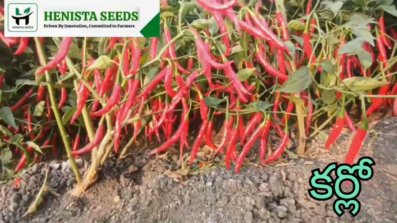 హెనిస్టా సీడ్స్ ఇండియా ప్రవేట్ లిమిటెడ్ కంపెనీ వారి నూతన విత్తన  రకం 