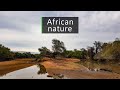 Nature And Wildlife Sounds Dawn In The South African Bush Nature And Wildlife Sounds Dawn In The South African Bush
