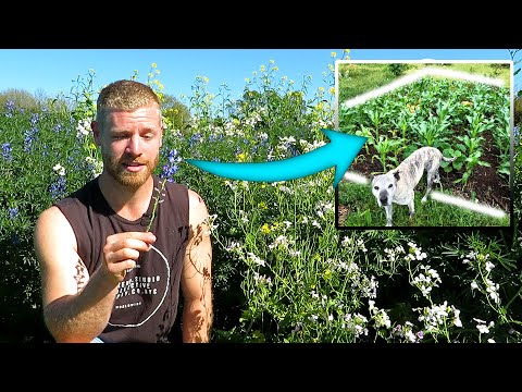 Video: How To Grow A Crop Without Digging