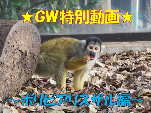 おうちでzoo Gw Gw特別動画 ボリビアリスザル編 Youtube