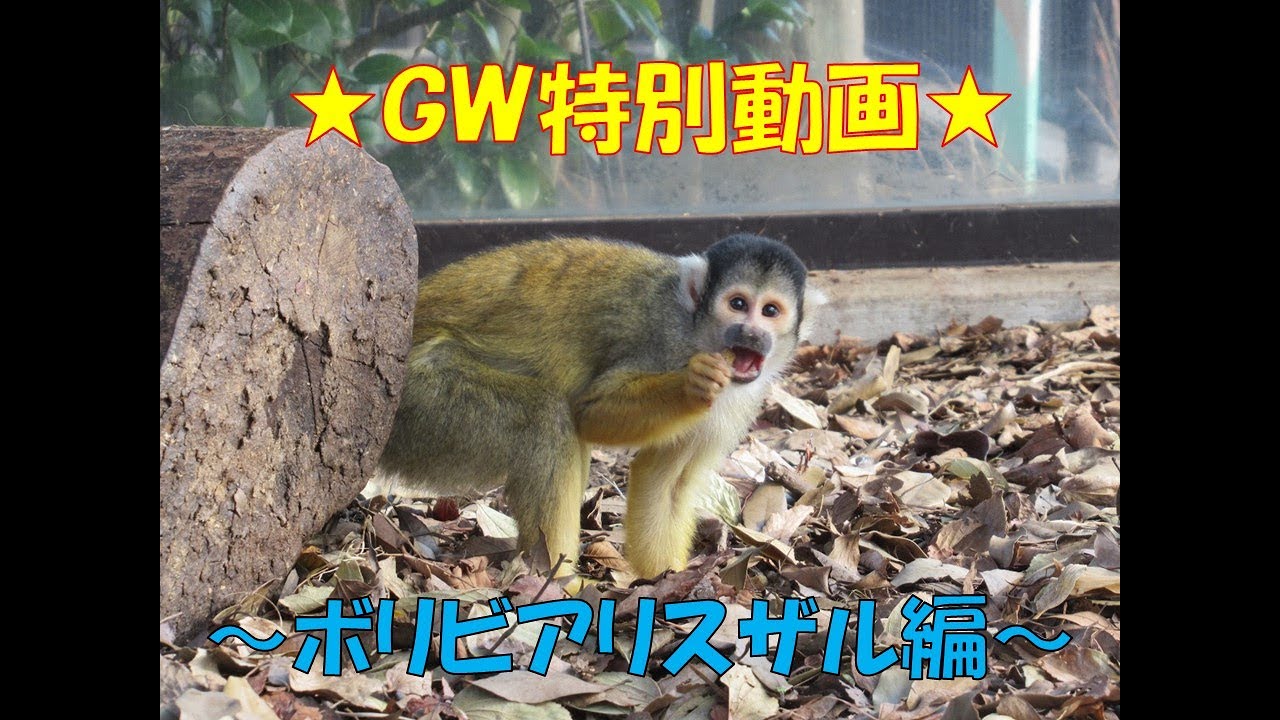 おうちでzoo Gw Gw特別動画 ボリビアリスザル編 Youtube