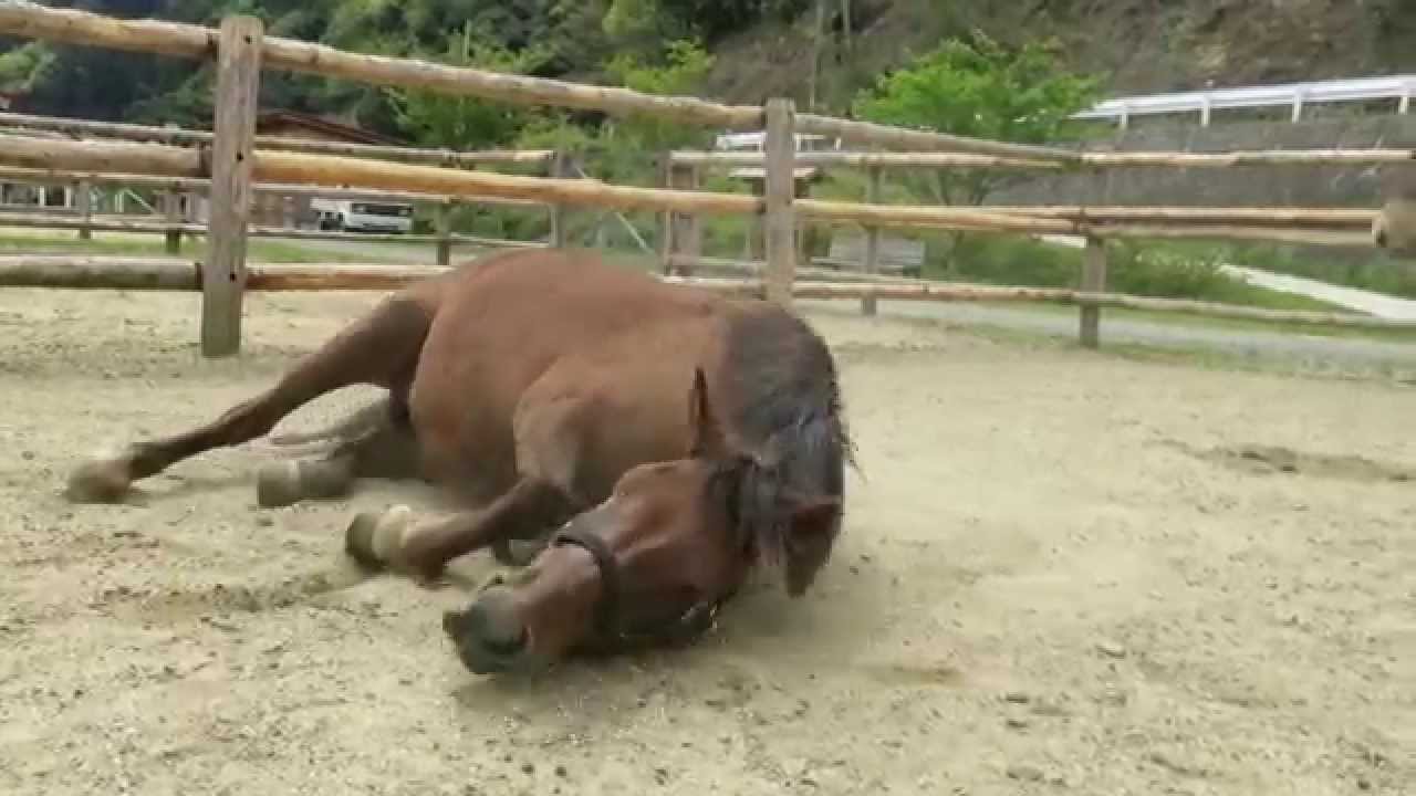 母馬の豪快な砂浴びにビックリする対州馬の子馬 Youtube