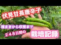 伏見甘長の栽培　種まきから収穫まで248日間の記録