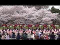 京炎そでふれ!おどりっつ 京都さくらよさこい2015@府立植物園