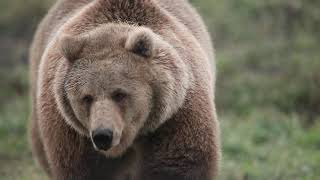 Two and three quarters year old Grizzly Bear, Berkley at Discovery Wildlife Park