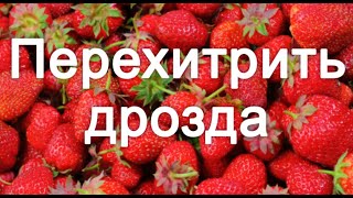 Чтобы дрозды не клевали ягоды: хитрый способ