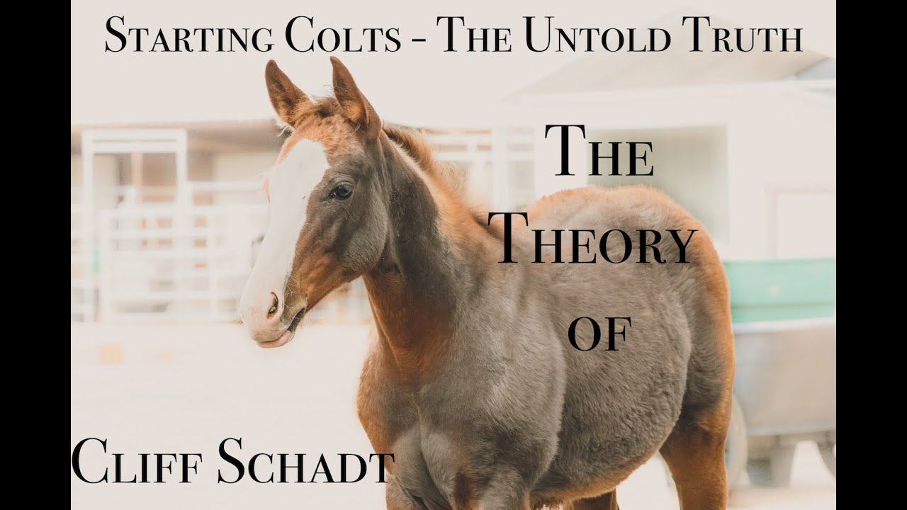 Equine Psychology of Starting Colts