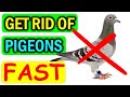 How to get rid of pigeons from balcony roof  windows naturally